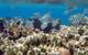 NOAA awards more than $8 million in grants and cooperative agreements for coral reef conservation this year. Funded projects will support efforts in seven U.S. states and territories, the Caribbean and Micronesia. (Credit: Claire Fackler, NOAA)