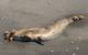 Bears feeding on a fin whale carcass in Larson Bay, Alaska, near Kodiak. Credit: NOAA