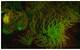 A biofluorescent anemone imaged with scientifically-filtered blue LED lighting and a modified 5Kunderwater camera that will both be outfitted on the Falcon(Image courtesy of David Gruber/Vincent Pieribone)