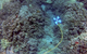 BlueROV2 – Black Sands (Photo: Blue Robotics)