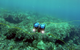 BlueROV2 – Honaunau Bay (Photo: Blue Robotics)