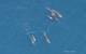Bottlenose dolphins (Credit: NOAA-NEFSC)