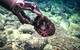 A brittle star and coral are picked up by ROV Subastian’s manipulator arm, along with the piece of deep-sea rock they are inhabiting. Taking the rock along with the accompanying organisms allows the scientists to study whether certain organisms prefer certain substrates. Photo Copyright Schmidt Ocean Institute