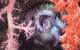 A brooding mother octopus shelters her eggs behind two different types of corals. The image was made by pilots using a robot to explore the north wall of the Mar Del Plata submarine canyon in Argentina, as part of a scientific expedition. The deepest point is over 3,500 meters – twice as deep as the Grand Canyon. The science team documented rich biodiversity, including deep-sea coral reef environments filled with sea anemones, sea cucumbers, sea urchins, snails, and others.
Image courtesy Schmid