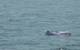 The Chinese White Dolphin (Sousa Chinensis, also referred to as the Indo-Pacific humpback dolphin) was classed as vulnerable on the IUCN Red List copy. Photo courtesy OceanAlpha