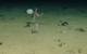 Clarion Clipperton Zone (CCZ) courtesy of the National Oceanography Centre and the Trustees of the Natural History Museum, with acknowledgement to the NERC SMARTEX project.