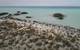 The Red Sea coastline near Jeddah, Saudi Arabia, home to some of the mangrove ecosystems studied in the Science Advances paper. Image courtesy of Cecilia Martin.