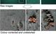 Colour and distortion correction of BioCam images. Image: Sonardyne