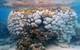 Coral bleaching was found to be followed by an unprecedented outbreak of black band disease, killing Goniopora corals. (Image courtesy of Maria Byrne / University of Sydney)