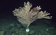 A deep-sea coral (Keratoisis sp.) seen during dive 1,000 at Sur Ridge. (Photo: MBARI)