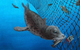 Depredation—when seals and other marine animals prey on fish caught in net—can be costly both economically and ecologically. It can reduce the amount of sell-able fish, damage fishing gear, and lead to the lethal entanglement of seals and other protected marine mammals in fishing nets. (Illustration courtesy of Terra Dawson, dawsonillustrations.com)