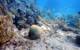 A diseased brain coral in Looe Key, Florida. The disease is leaving a white band of recently dead skeleton in contrast to the healthy, yellow/brown tissue. (Florida Fish and Wildlife Research Institute)