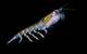 Echosounders can help quantify biomass in the ocean, such as the Antarctic krill seen here. (Photo © Uwe Kils/Wikimedia Commons)