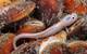 An eelpout (Pachycara caribbaeum) lies on a bed of chemosynthetic mussels (Gigantidas childressi) off the coast of Trinidad and Tobago. Ninety-three percent of Trinidad and Tobago lies below recreational scuba depths, placing its largest ecosystems in the mesophotic zone (between 30 and 199 meters) and the deep ocean. The geological setting of the two islands is ideal for supporting chemosynthetic habitats. © ROV SuBastian / Schmidt Ocean Institute