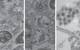 Electron microscope images of marine bacteria infected with the non-tailed viruses studied in this research. The bacterial cell walls are seen as long double lines, and the viruses are the small round objects with dark centers. (Courtesy of researchers)