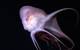 A female octopus (Haliphron atlanticus) consumes a jellyfish at 800 meters depth. Observing feeding interactions helps scientists understand how midwater communities function and offers insights into processes we all depend on, such as carbon cycling through the largest habitat on earth. Credit: ROV SuBastian / Schmidt Ocean Institute