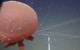Figure 6: Jelly fish: Images from various lander deployments to provide examples of image quality and unique species observed. (Photos by Ashley Nicoll, Scripps Institution of Oceanography/UCSD.)
