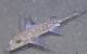 Figure 6: Spotted Ratfish: Images from various lander deployments to provide examples of image quality and unique species observed. (Photos by Ashley Nicoll, Scripps Institution of Oceanography/UCSD.)
