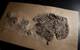 Fossil skeleton of the ancient shark Gladbachus (Credit: University of Chicago)
