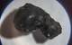 This "fusion crust" fragment retrieved from Olympic Coast National Marine Sanctuary is believed to be a piece of meteorite exterior that melted as it entered Earth's atmosphere. (Photo: Susan Poulton/OET)