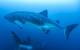 Galápagos Conservation Trust has been working with partners for a number of years to expand the MPA around the Islands in order to protect migratory species such as scalloped hammerhead sharks and whale sharks (pictured). © Simon Pierce/GCT