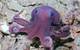 A Graneledone octopus, a suspected new species, moves across the seafloor during a deep-sea ocean expedition off the coast of Trinidad and Tobago. This species was first observed during an expedition Dr. Diva Amon (SpeSeas) participated in 2014, but was not confirmed or collected until this mission. Researchers made dozens of other discoveries on the trip, including at least 20 suspected new species, three of which may be new genera. © ROV SuBastian / Schmidt Ocean Institute