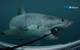 A Great White shark bites a subsea camera while crews filmed for Shark Week (Photo courtesy of 360Heros)