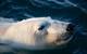Image copyright Jim McNeill/Global Warrior