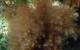 Image of one species of invasive seaweed, Dasysiphonia japonica. (Photo: Amber Litterer/UNH)