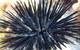 Images of marine molluscs and echinoderms taken at Rottnest as part of the research. Image courtesy Curtin University

