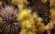 Images of marine molluscs and echinoderms taken at Rottnest as part of the research. Image courtesy Curtin University
