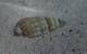 Images of marine molluscs and echinoderms taken at Rottnest as part of the research. Image courtesy Curtin University

