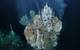 An international research team has discovered a new high-temperature hydrothermal vent field that hosts several 10- to 15-meter-tall actively venting chimney clusters.  Scientists located the vent field in the Pacific Ocean off the Western Galápagos Islands utilizing state-of-the-art mapping technologies not often used in scientific exploration. The discovery marks the second newly located hydrothermal vent field in the region around the Galapagos Islands found by scientific teams on board the S