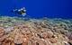 ©Khaled bin Sultan Living Oceans Foundation/Ken Marks