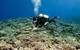 ©Khaled bin Sultan Living Oceans Foundation/Ken Marks