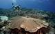 ©Khaled bin Sultan Living Oceans Foundation/Ken Marks