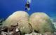 ©Khaled bin Sultan Living Oceans Foundation/Ken Marks