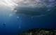 ©Khaled bin Sultan Living Oceans Foundation/Ken Marks