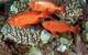 ©Khaled bin Sultan Living Oceans Foundation/Ken Marks