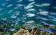 ©Khaled bin Sultan Living Oceans Foundation/Ken Marks