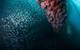 Jack mackerel swarm around Platform Eureka's invertebrate-covered legs. (Photo: Caine Delacy)