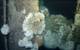 Marine growth on a northern North Sea platform: Large coral colonies where the outer rim of the coral is alive and inner portions are dying back, closely matching coral growth patterns in natural reefs. These complex framework reefs provide habitats for many other animal species. Image courtesy Murray Roberts