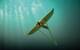 Minesto Deep Green (Photo: Xodus)