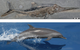 Modern dolphins (below) and extinct marine reptiles called ichthyosaurs (above) descended from distinct terrestrial species, but independently converged on an extremely similar fish-like body plan although they were separated in time by more than 50 million years. (Dolphin image courtesy of NOAA. Ichthyosaur image courtesy of Lindgren et. al, Nature Publishing Group)