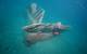 Newly discovered B-25 Bomber (Photo: Project Recover)