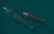 North Atlantic right whale mom “Millipede” (Catalog #3520) seen with her calf in Cape Cod Bay on April 9, 2026. CREDIT: New England Aquarium, taken under NOAA Permit #25739-01
