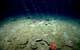 Numerous distinct methane streams emanating from the seafloor at an upper slope (< 500 m water depth) cold seep site offshore Virginia. (Credit NOAA)