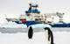Penguins, Falkor Image Courtesy Schmidt Ocean Institute
