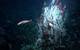 Photo Credit Schmidt Ocean Institute