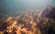 Photo of historical kelp forest bed (before introduction of invasive seaweed). (Photo: Larry Harris/UNH)
